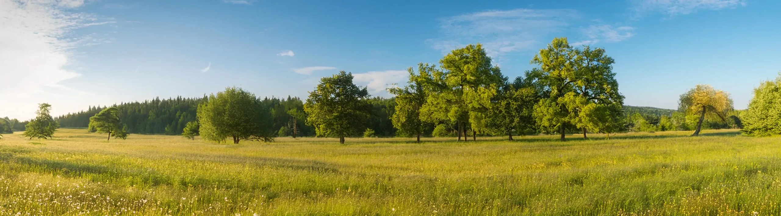 Fond de décor pour maquette – Image 2