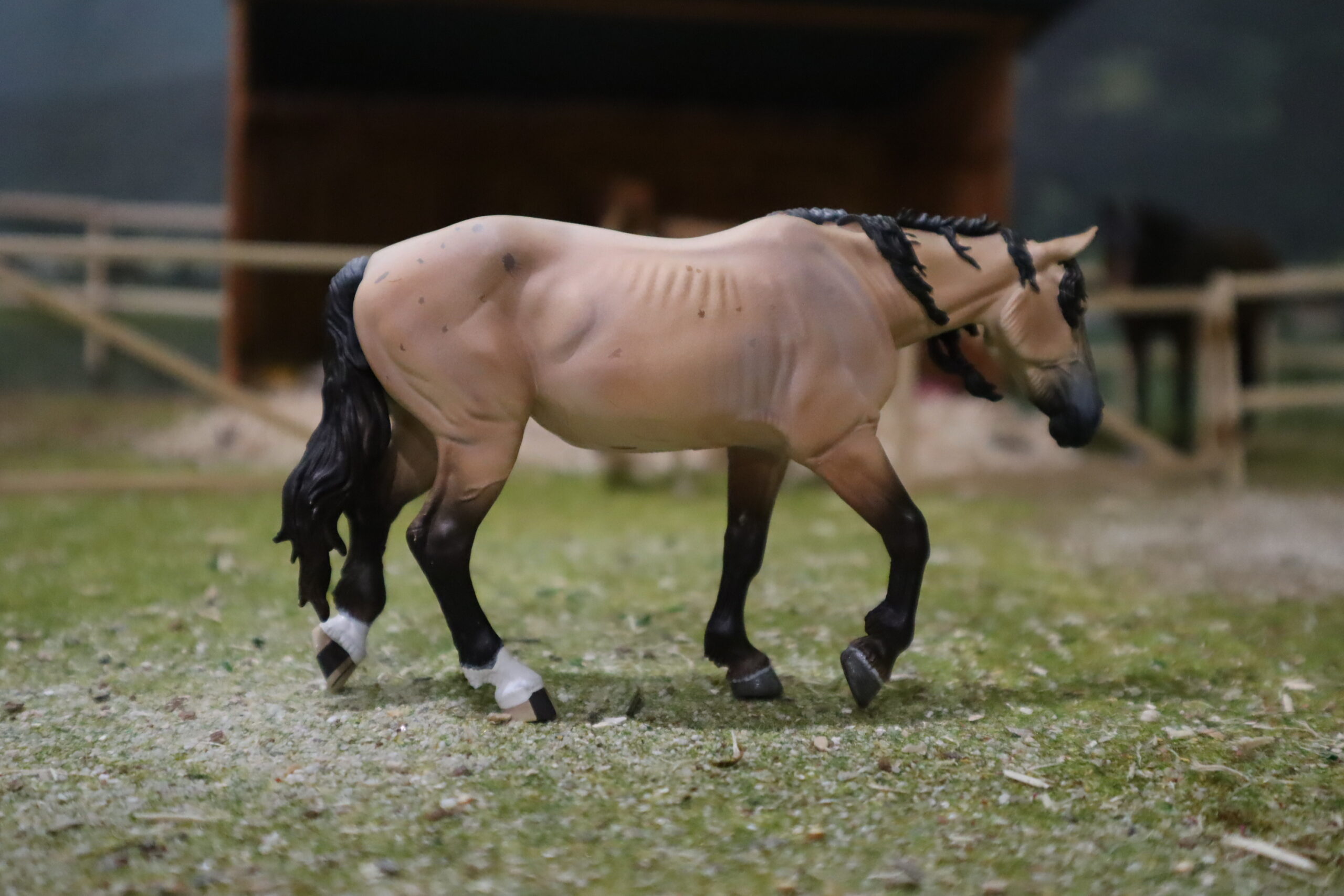 WIA Jument mustang rouan et son poulain – Image 3
