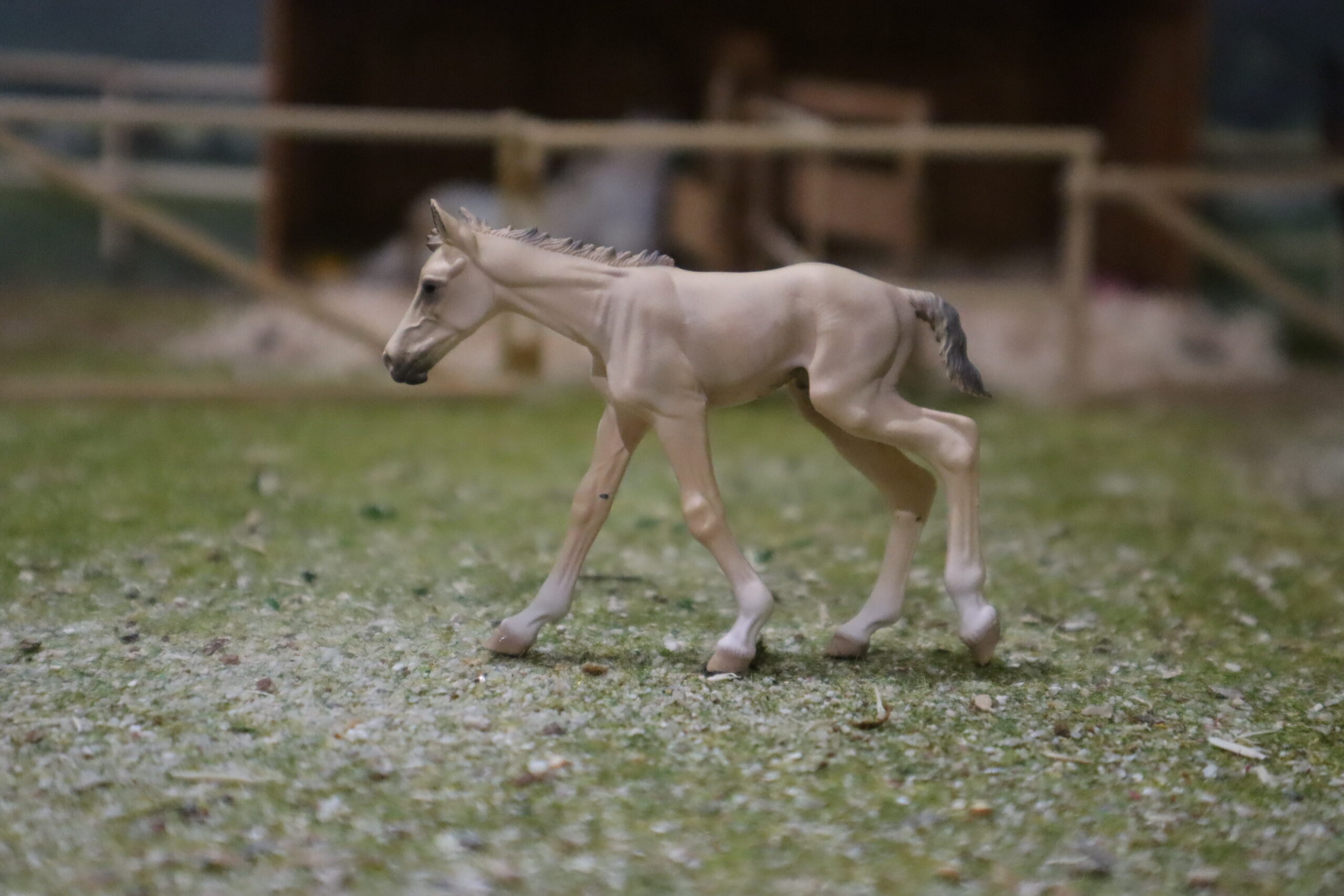 WIA Jument mustang rouan et son poulain – Image 5