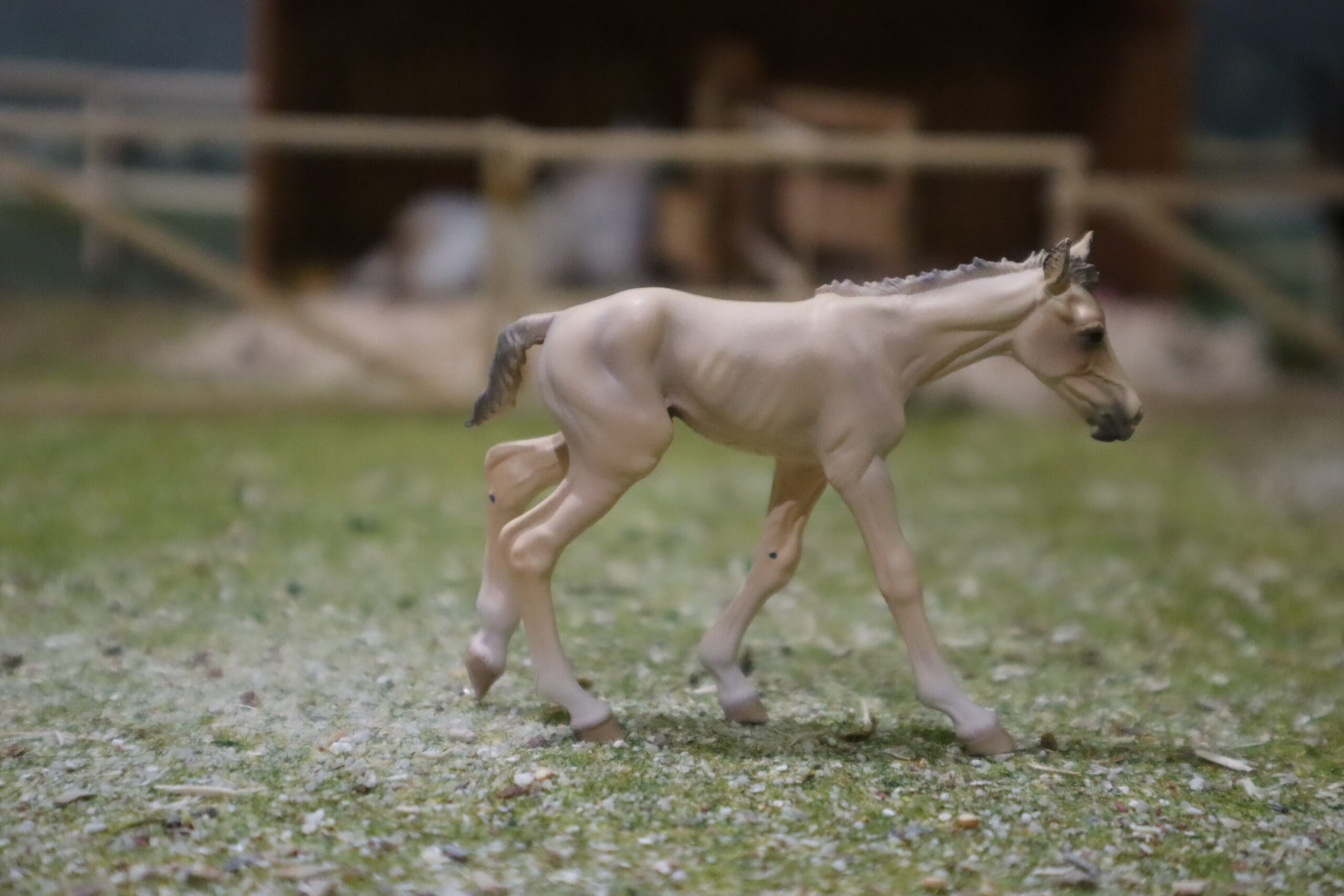 WIA Jument mustang rouan et son poulain – Image 6