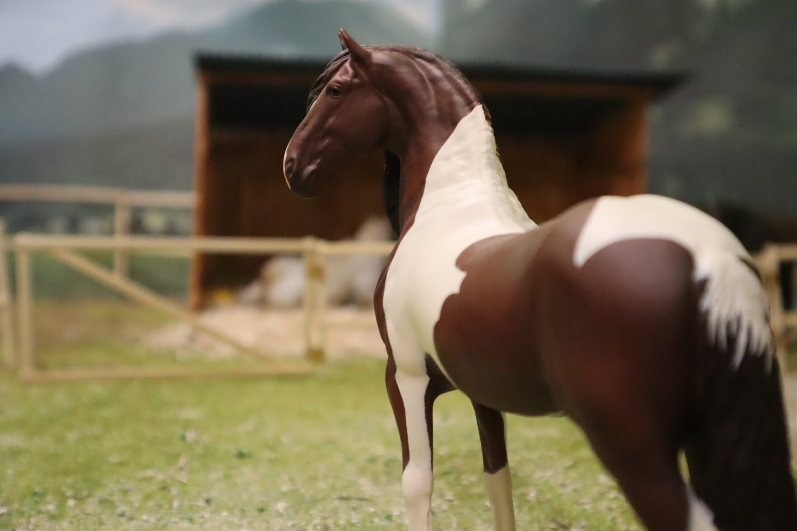 WIA Niklas Pinto baroque – Image 5