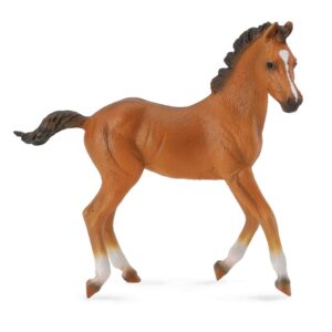 Poulain quarter horse bai 88586